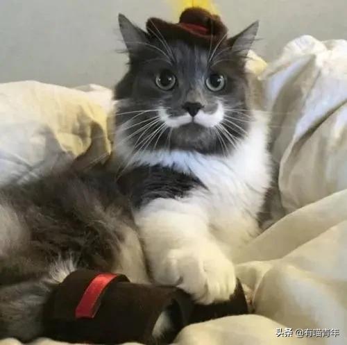 喷墨机为何突然对猫下此毒手？