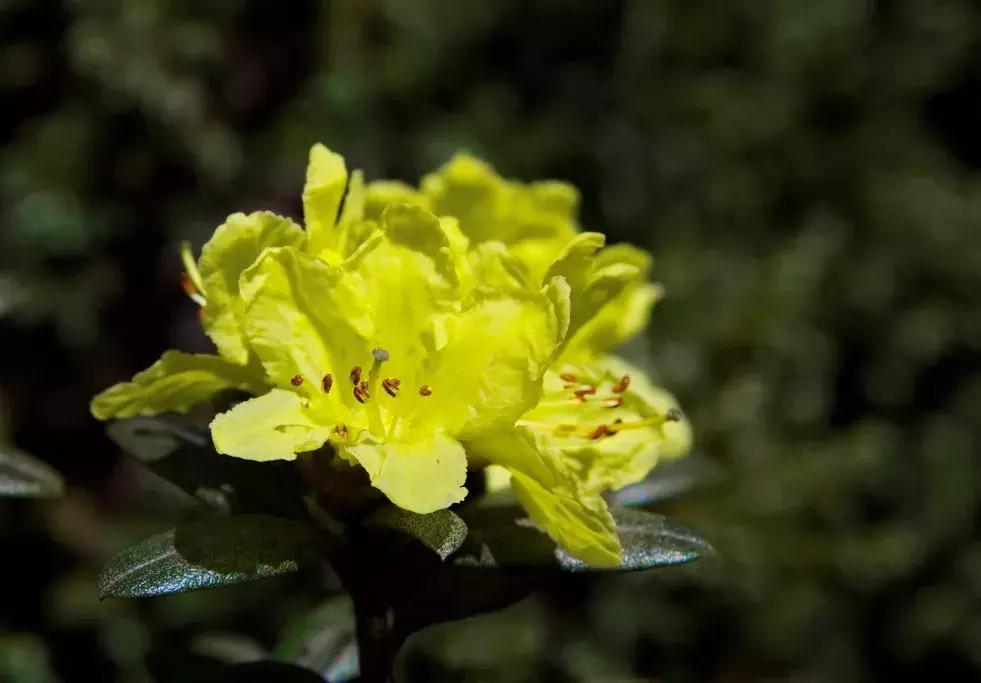凉山州哪里能够赏花,西昌赏花攻略
