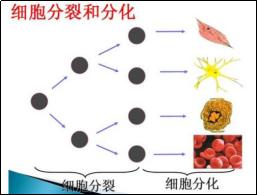 你真的了解肌肤吗,你真的懂肌肤吗