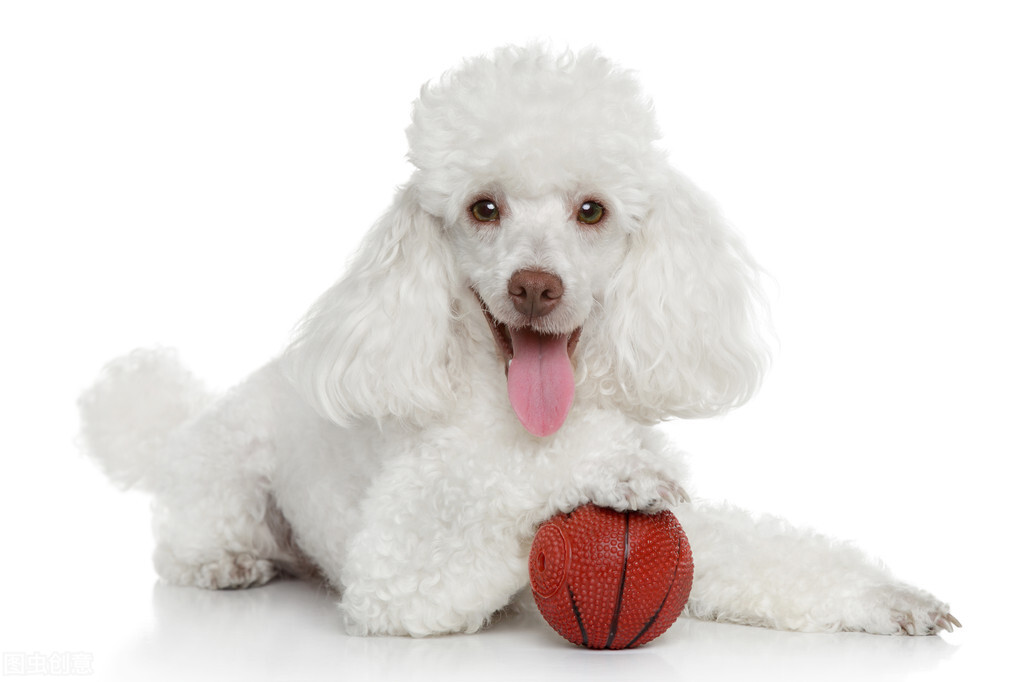 贵宾犬一般性格,贵宾犬的6大优点养一只不吃亏