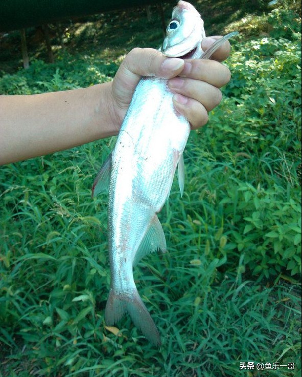 野钓翘嘴的必知技巧视频,夏季钓大翘嘴的2种靠谱方法