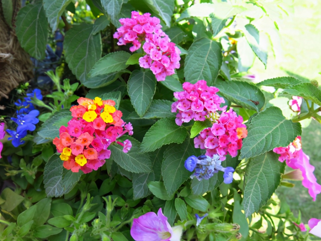 合适养在卧室不会引来蚊虫的花,夏季种什么花能够驱蚊虫