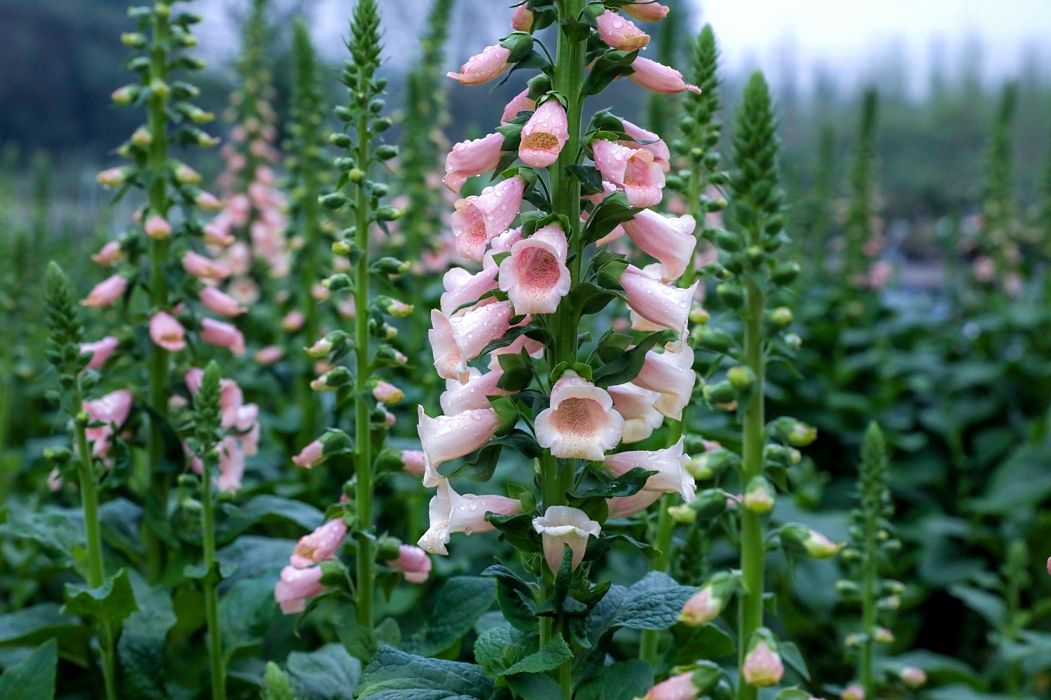 海蒂和噜噜的花园值得推荐吗,海蒂和噜噜的花园打卡