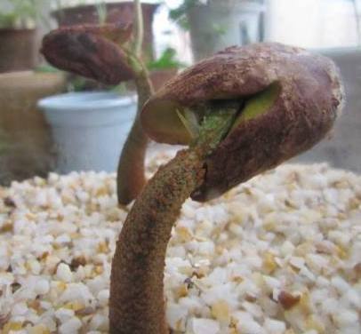 榴莲种子如何水养盆景,榴莲能够长成树吗