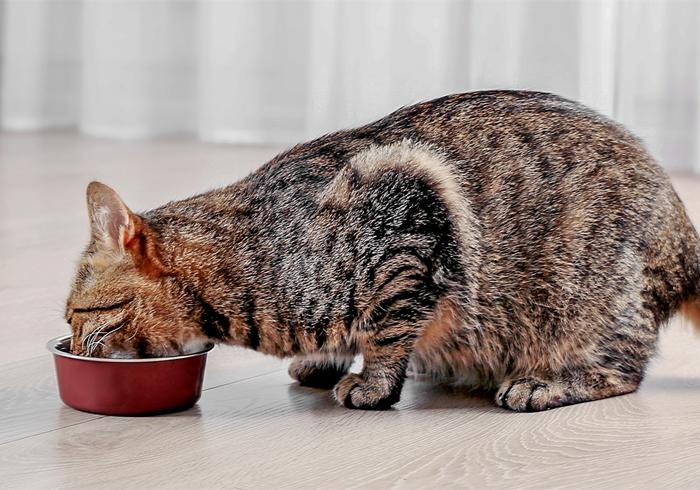 猫咪体重低怎么回事,猫咪体重忽上忽下