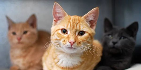 新手养猫指南猫咪长肉发腮攻略,猫咪基础体检和新猫体检