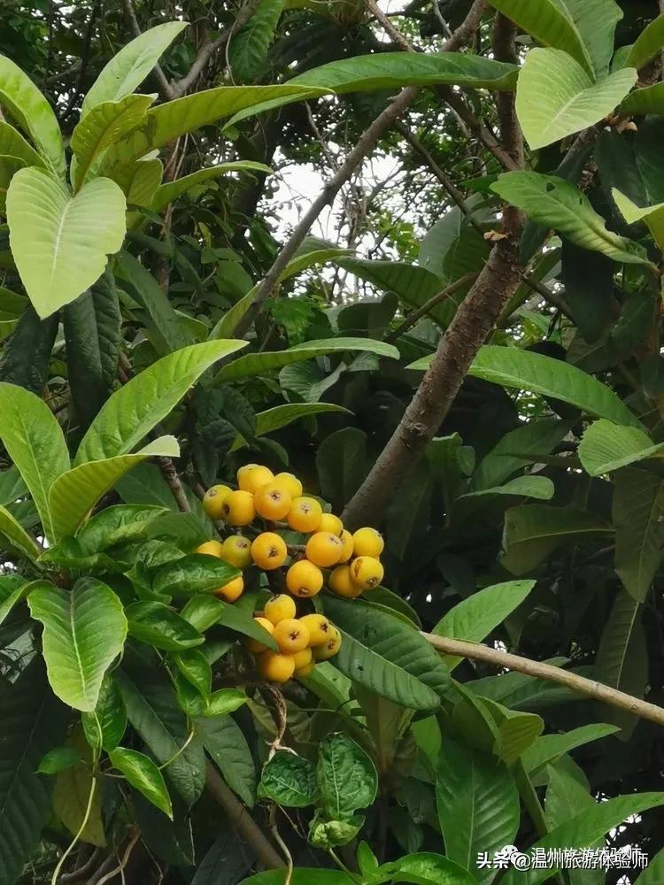 洞头桃源里,温州洞头玖栖海上桃源里