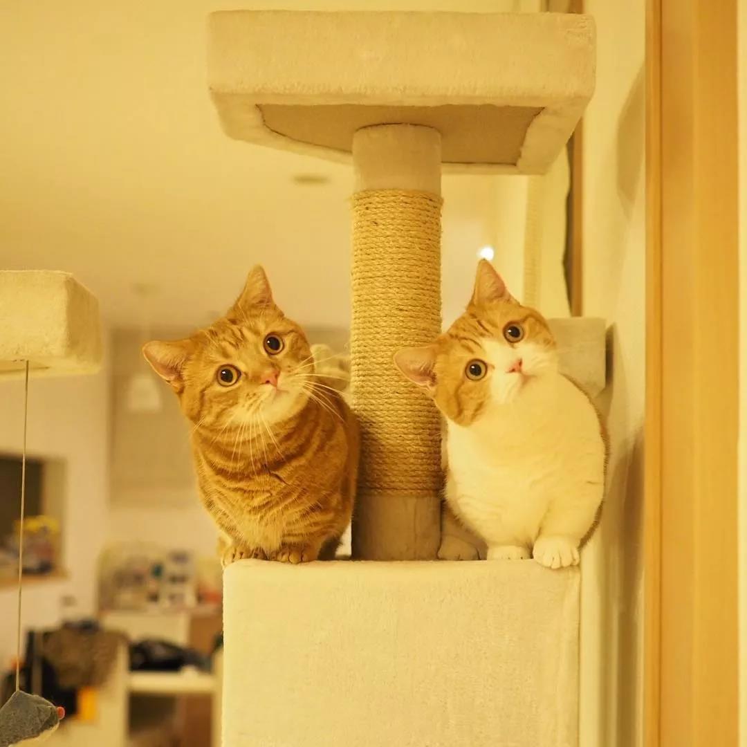 猫咪兄妹萌翻全场,短腿猫咪兄妹
