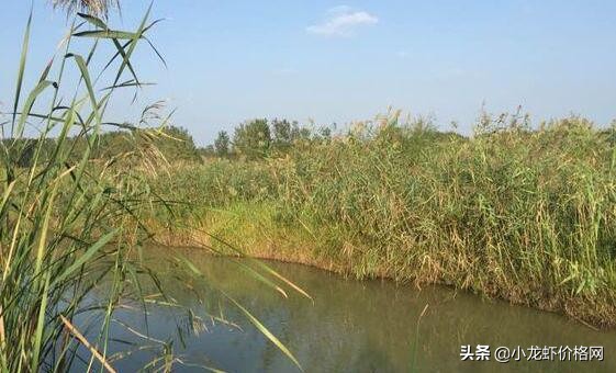 小龙虾没水养殖会死吗,小龙虾养殖为什么要晒塘