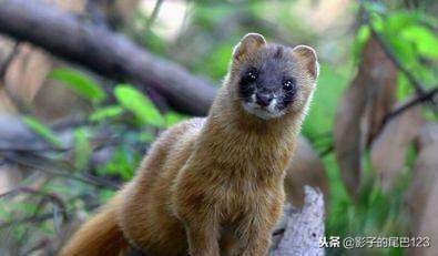 五种灵性动物之狐狸,东北五大灵性动物