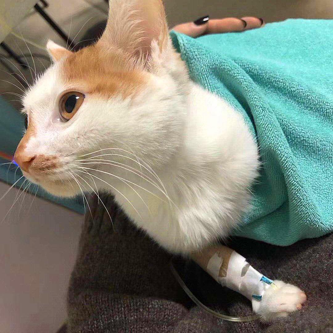 猫咪生病死前的症状都会有哪些,猫咪疾病临死前会有哪些症状