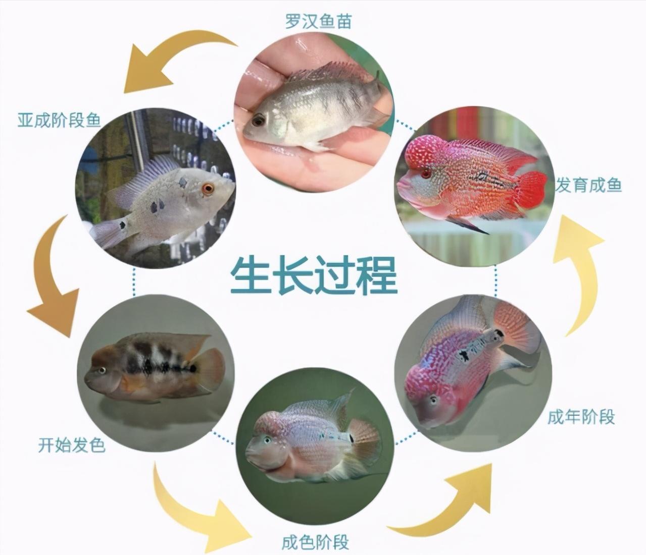 罗汉鱼成长的几个阶段,罗汉鱼火凤凰成长的各个阶段