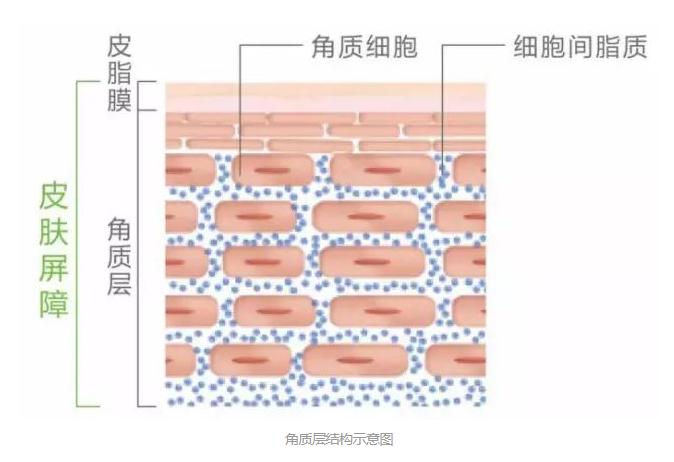 面膜到底有没有功能,面膜真的有用吗有科学依据么