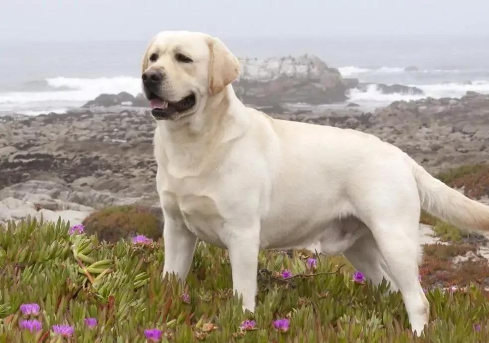 哪些狗狗合适新手养小型犬,最合适新手养的狗狗