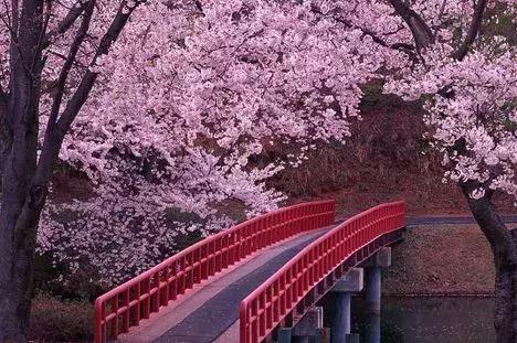 天津赏花好玩的公园,天津东丽湖哪里能够赏花