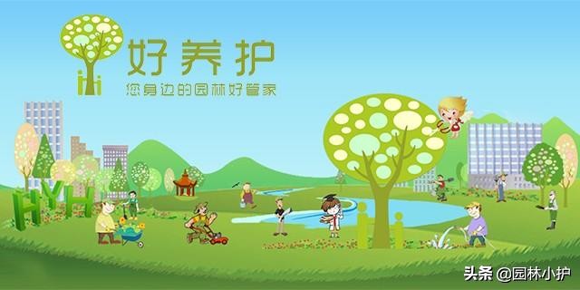 花盆里撒一把它根不烂叶不黄,花盆里撒点料花草再也不长虫