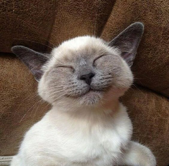 猫咪快乐向前冲,猫咪快乐就是这么简单