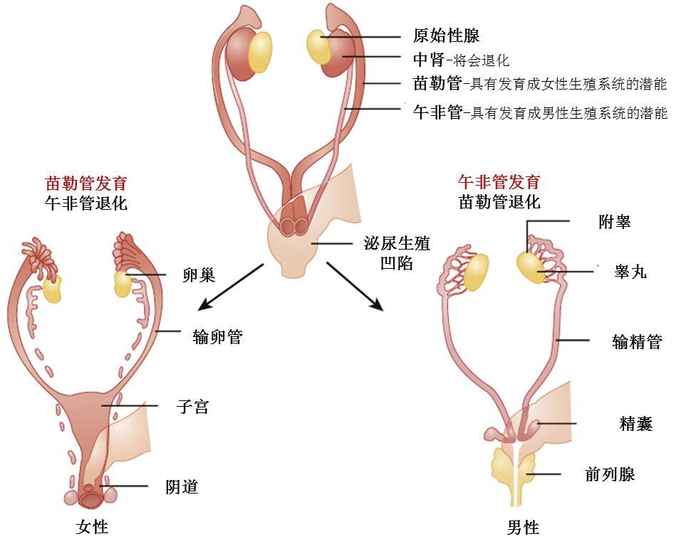 女生崴脚把脚踝扭伤了,25岁已婚姑娘脚扭伤