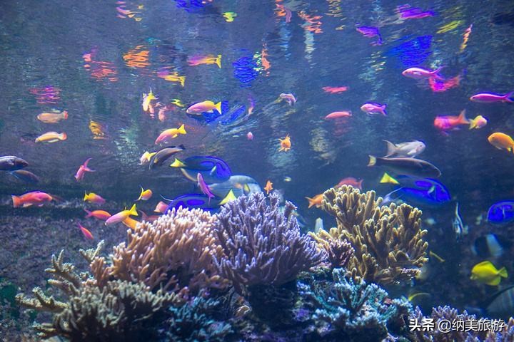 夜间野生动物园,新加坡夜间野生动物园