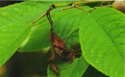 樱桃的常见病虫害及防治方法,樱桃虫害最佳防治方法