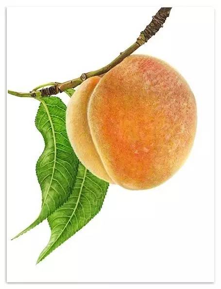 超写实绘画真实吗,超写实的植物绘画