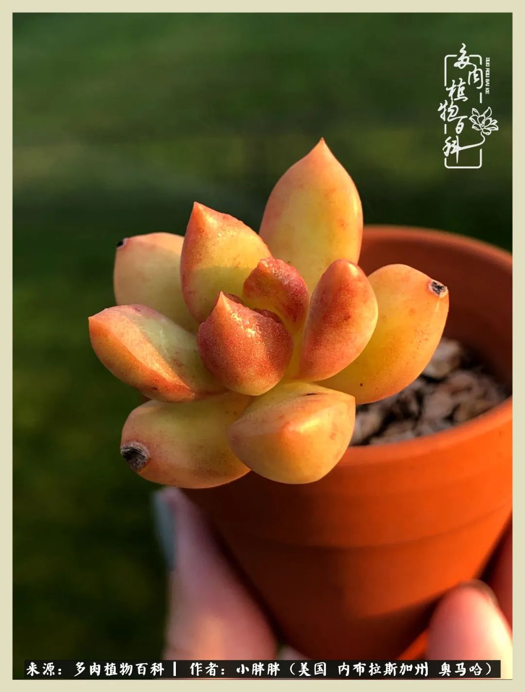 多肉小白入坑攻略,多肉小白2个月告捷入坑