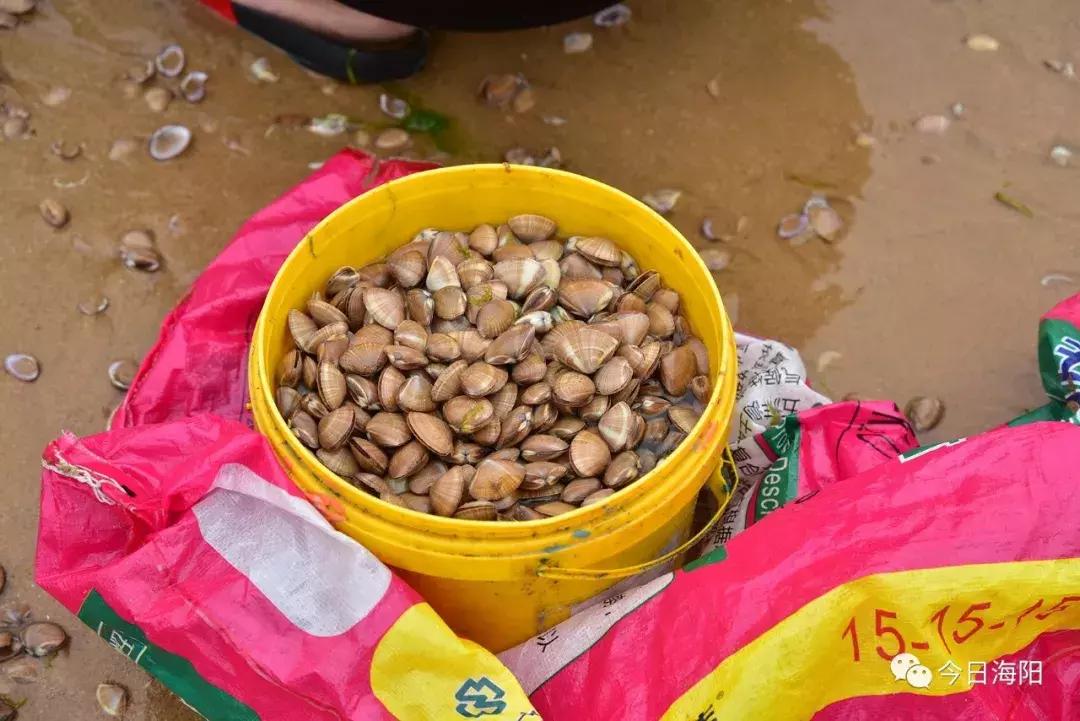 为什么烟台海边出现那么多海鲜,烟台的海为什么冒出那么多海鲜
