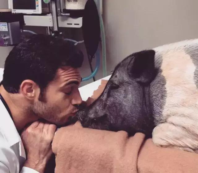 目前猪场普遍采用人工授精技术,养猪场人工授精要害技术