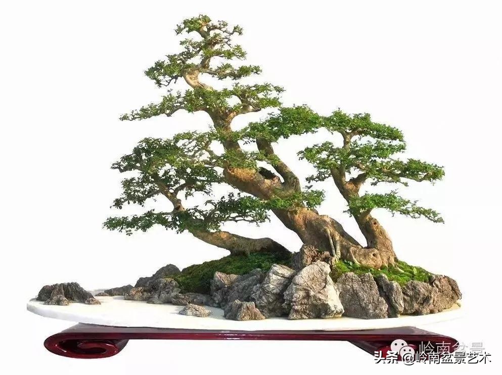 盆景对节白蜡是什么树,对节白蜡盆景是什么树