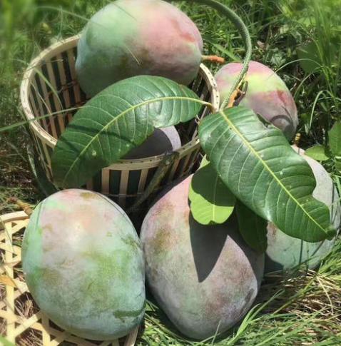 芒果巨无霸完全版,好吃到爆的芒果