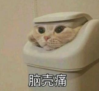怎么缓和猫咪和猫咪之间的关系,养猫就像养了个女朋友