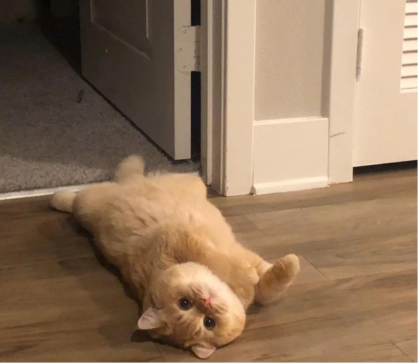 猫咪换牙牙龈出血还能够吃猫粮嘛,猫咪换牙吃什么蔬菜