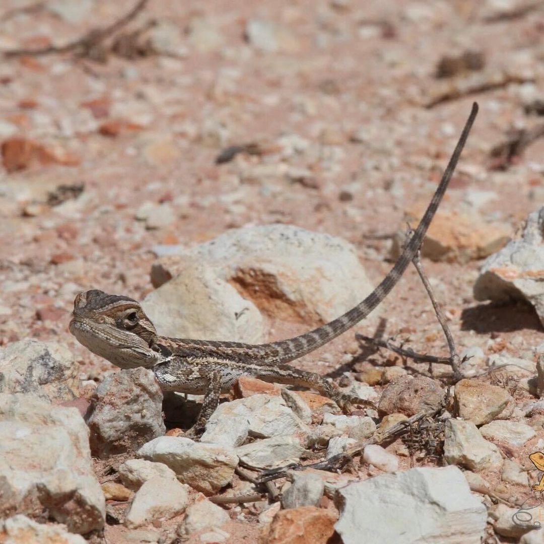 鬃狮蜥饲养箱用什么材料,鬃狮蜥新手入门饲养指南