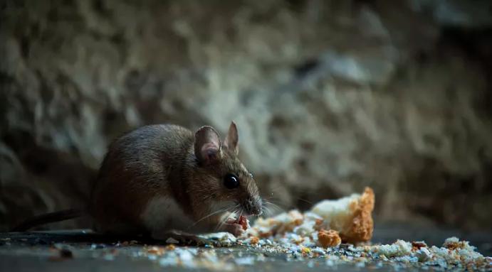 雄黄粉能驱蛇吗对人畜有无危害,蛇为什么害怕雄黄粉