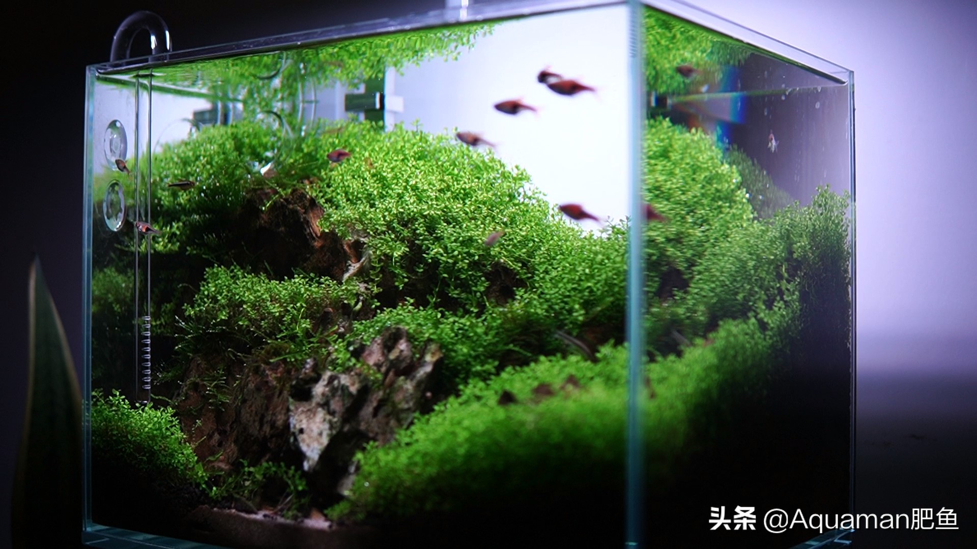 怎么低成本做个鱼缸,不用二氧化碳低成本的水草缸