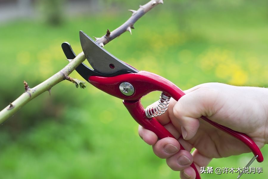 月季修剪后黑杆怎么处理,月季黑杆最好的治疗方法