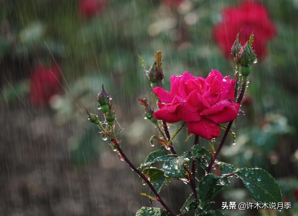 月季应该怎么浇水,月季的浇水注意事项