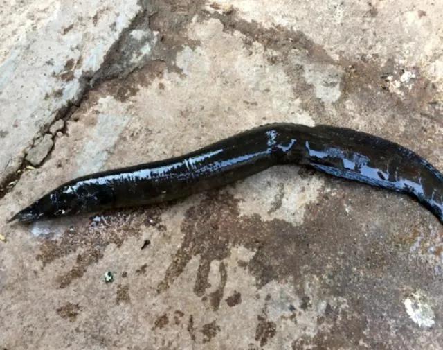 浑身带刺的鱼类似于泥鳅,像泥鳅背上带刺的是什么鱼