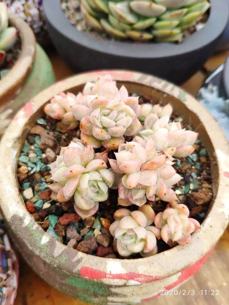 多肉不合适新手养,多肉入坑到什么程度好