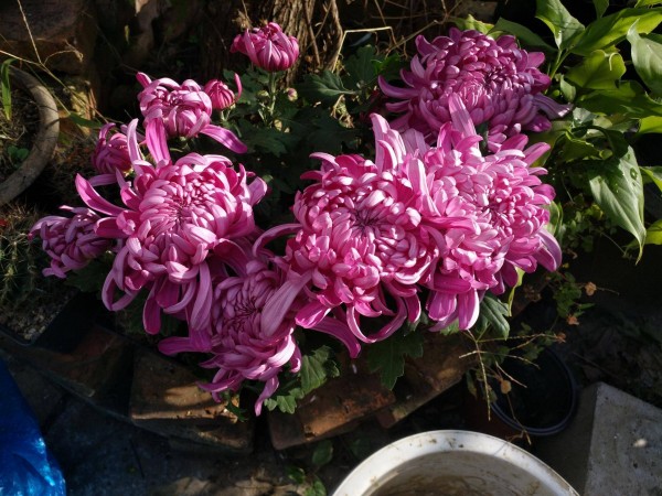 合适栽在庭院的多肉,庭院地栽多肉设计