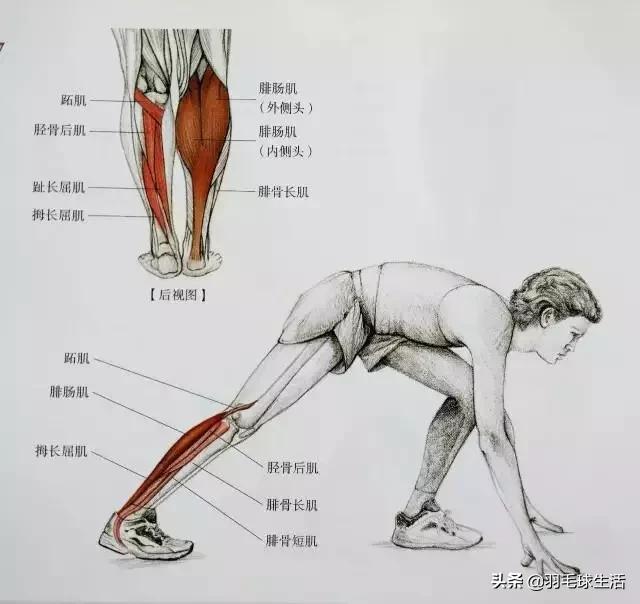 打羽毛球防止腿变粗,打羽毛球前后拉伸动作防止腿变粗