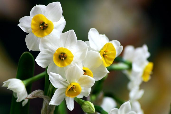 水仙花叶子软,水仙花哪种颜色最好