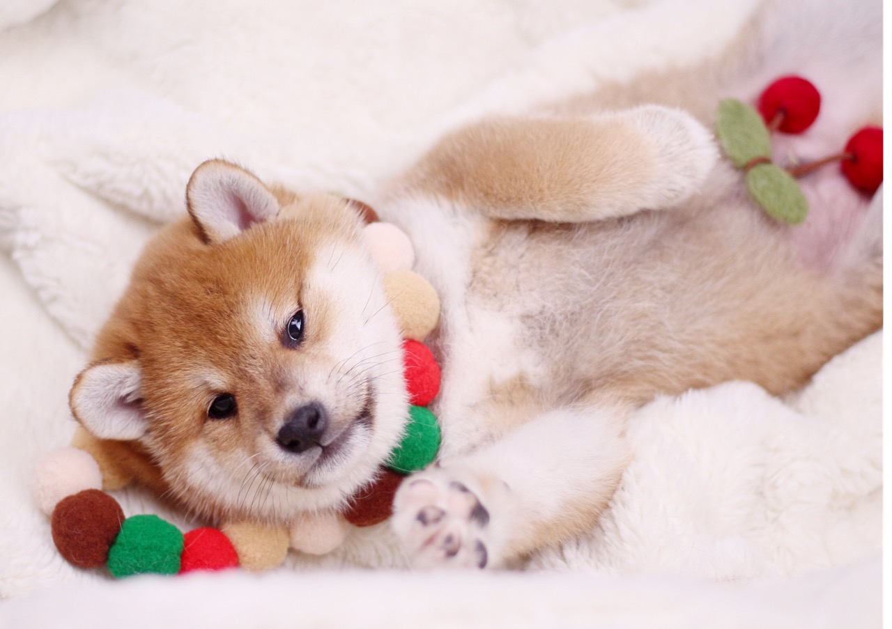 网上买柴犬靠谱吗,如何线上找柴犬犬舍