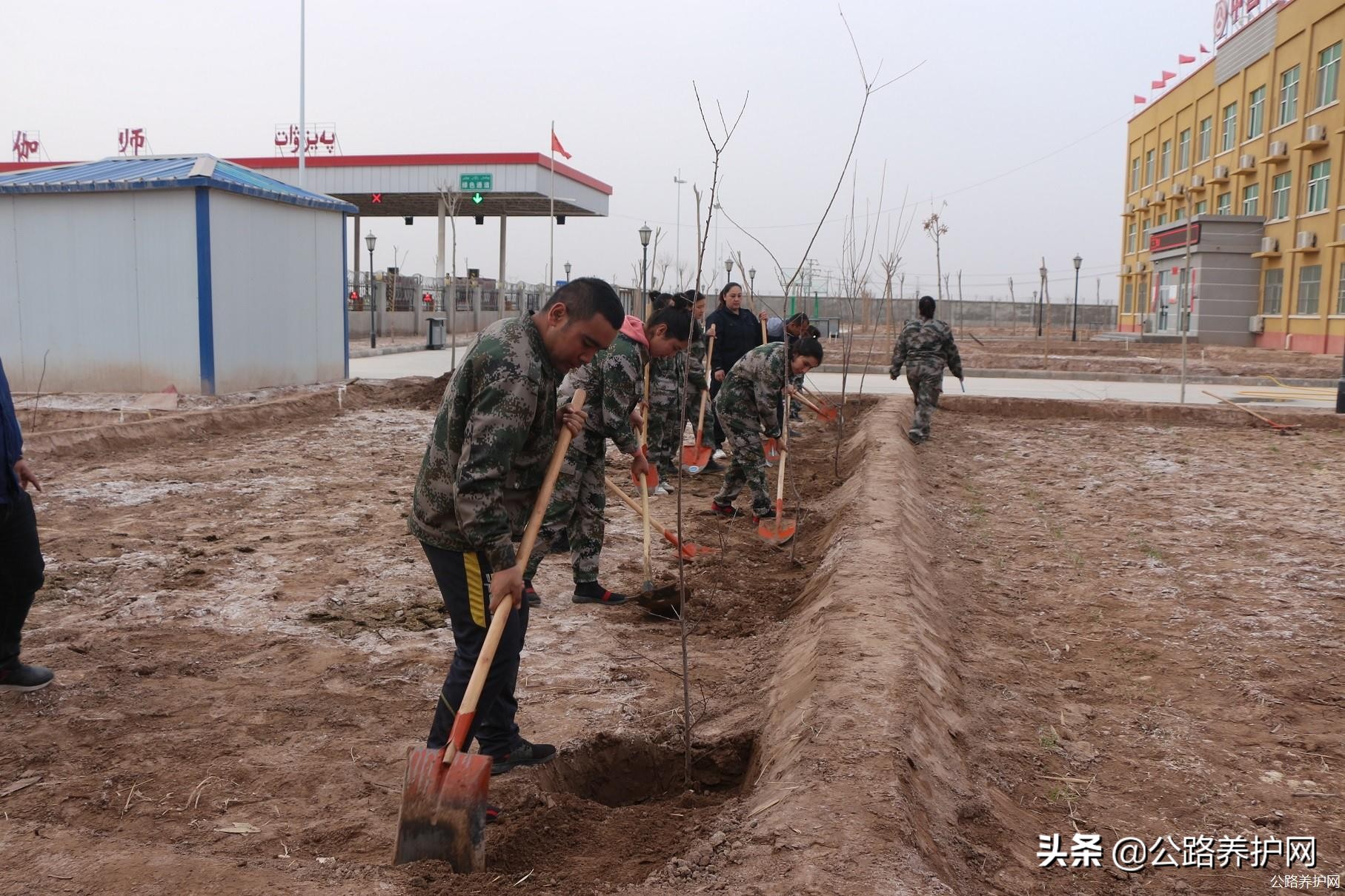 公路养护网：*疆新**喀什伽师收费站开展植树造林