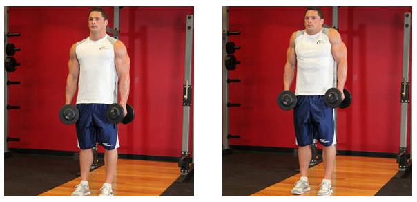 女士哑铃初学训练动作大全,肱二头肌哑铃训练动作视频女子