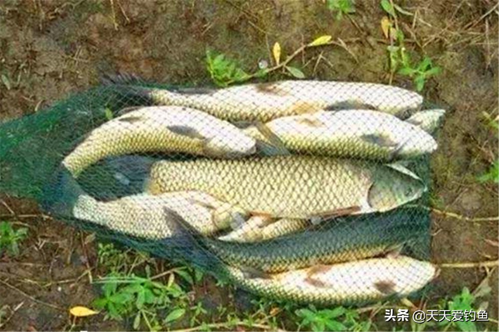 十多度钓草鱼技巧和方法,按照以下几种方法钓草鱼十拿九稳