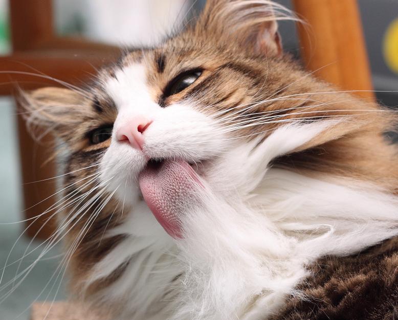 对猫咪过敏有什么能够解决的吗,对猫咪过敏怎么办最有效