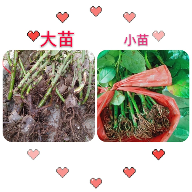 怎么种玫瑰花一年四季都有开花,玫瑰花怎么种能够一年四季都有