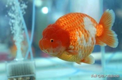 兰寿养好的要害,头肉对身体不好吗
