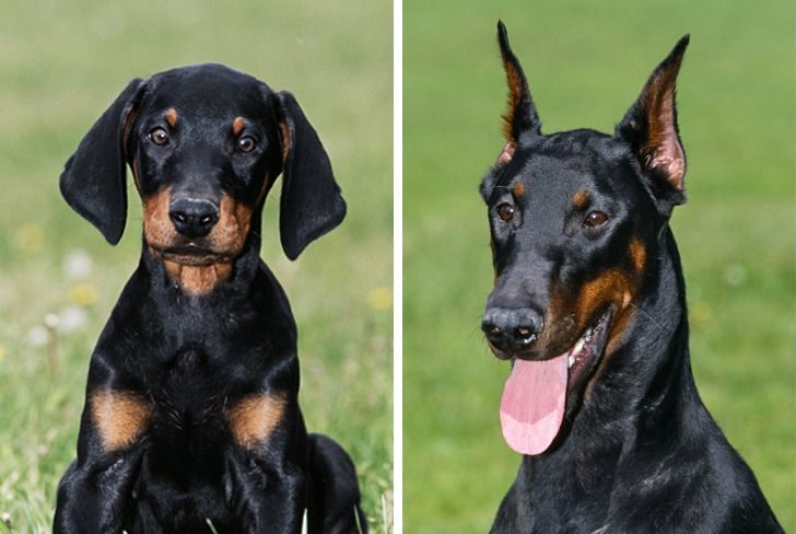 比特犬5种体型分析图,比特犬赛级成犬图片